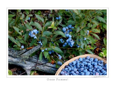 Blueberries