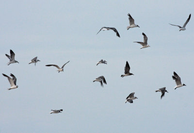 Gulls