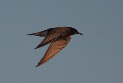 Black tern