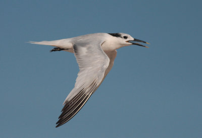 Sandwich Tern