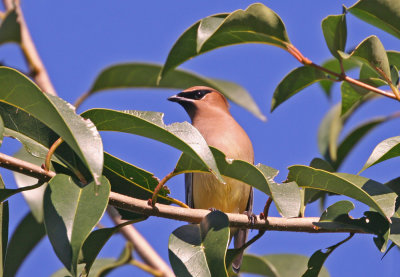 Cedar waxwing