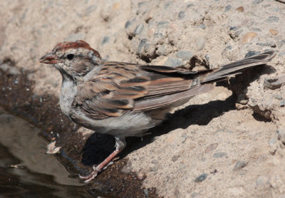 Chipping Sparrow