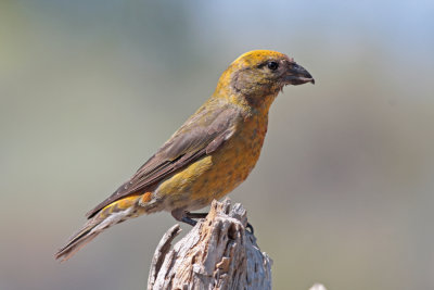 Red Crossbill (OR)