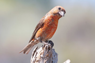 Red Crossbill (OR)