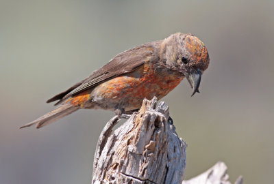 Red Crossbill (OR)