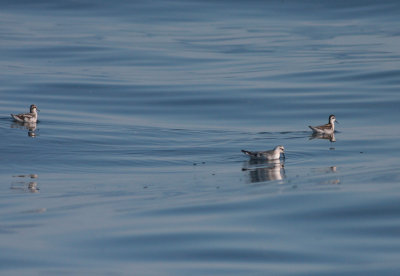 Red and red-necked phalaropes