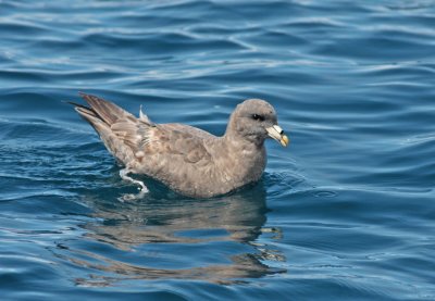 Northern fulmar