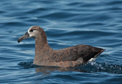 Albatrosses, petrels, shearwaters