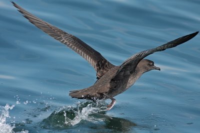 Sooty shearwater