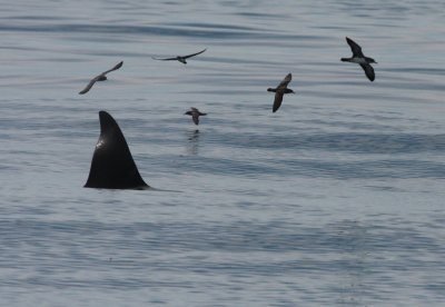 Orca fin