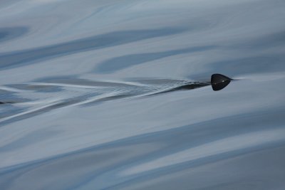 Sunfish fin