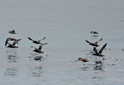 Sooty shearwaters take flight