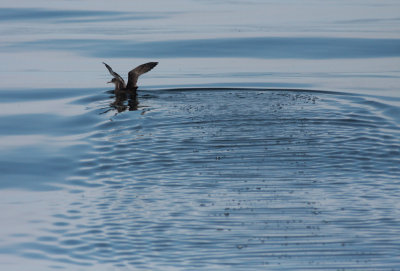 Shearwater