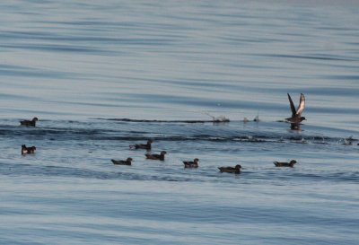 Shearwaters