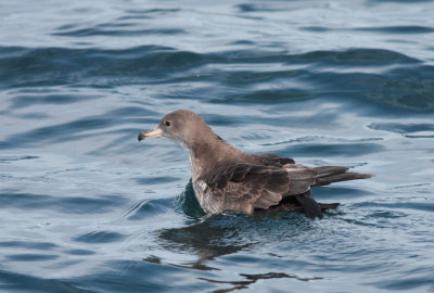 Pink-footed shearwater