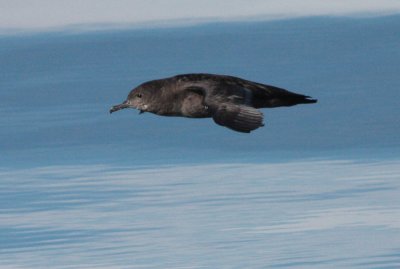 Sooty shearwater