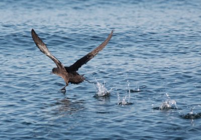 Sooty shearwater