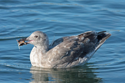 Western gull