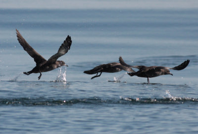 Sooty shearwaters