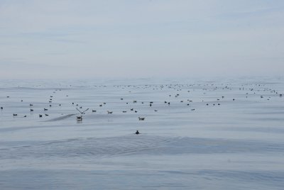 Resting at sea