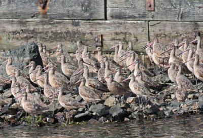 Marbled Godwits and Dowitcher