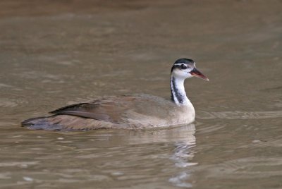 Sungrebe