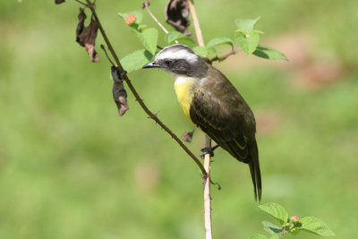 Social Flycatcher