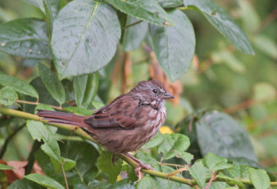 Song Sparrow (WA)