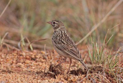 Madagascar Bush Lark