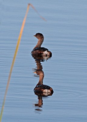 Pied-billed Grebe