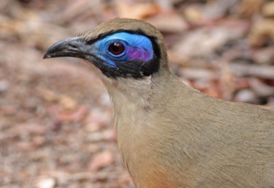 Giant Coua