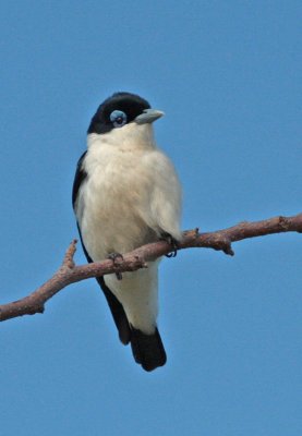 Vangas and Thrushes