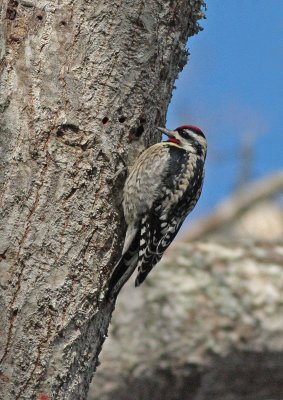 Yellow-bellied Sapsucker