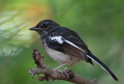 Madagascar Magpie-Robin