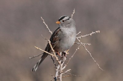 White-crowned Sparrow