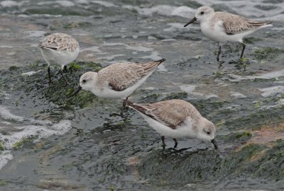 Sanderlings