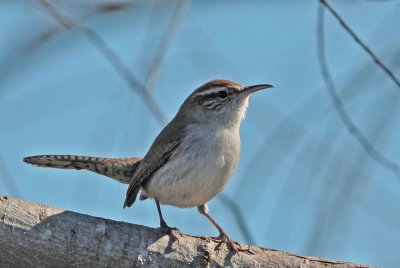 Bewick's Wren