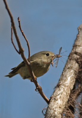 Ruby-crowned Kinglet