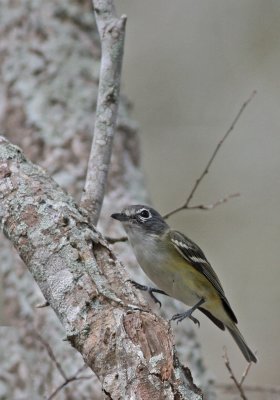 Blue-headed Vireo