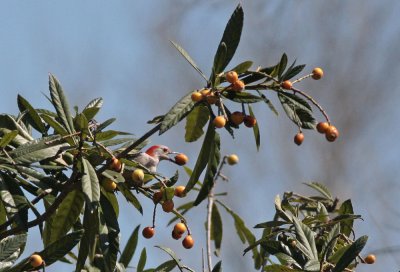 Loquats and Woodpecker