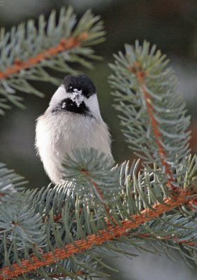 Black-capped Chickadee
