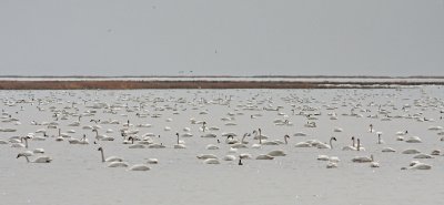 (Tundra) Swan Lake