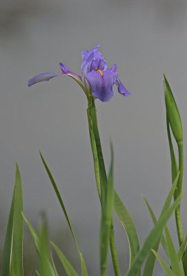 Texas Wildflowers: Iris