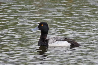 Lesser Scaup