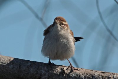 Bewick's Wren