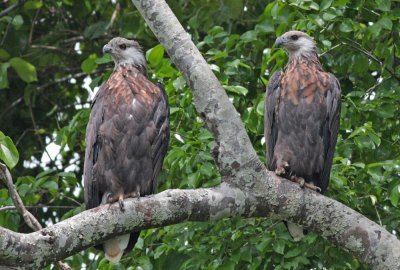 Madagascar Fish Eagle