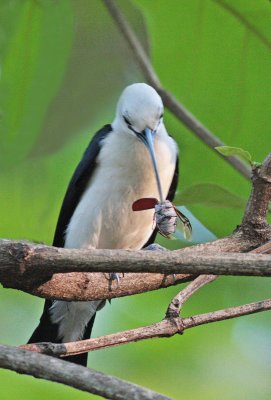 Sickle-billed Vanga