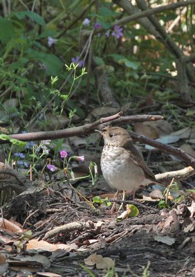 Gray-cheeked Thrush