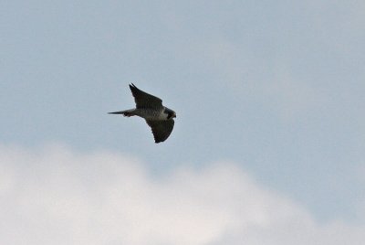 Peregrine Falcon