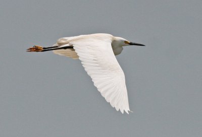 Snowy Egret